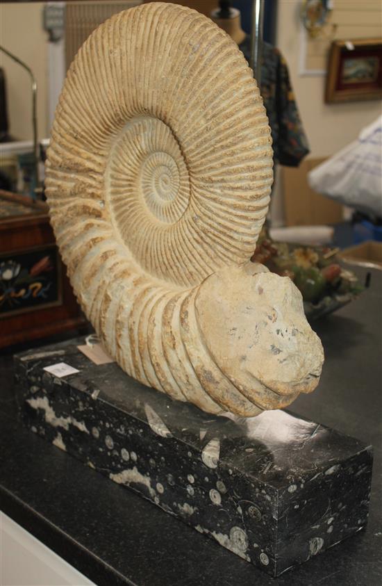 A large ammonite specimen, overall 22in.